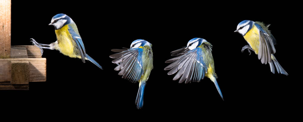 Blaumeise im Anflug Naturfotografie von olbor Oliver Borchert aus Schwerin