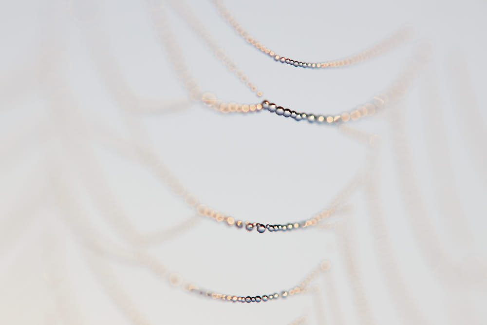 Spinnennetz, Naturfotografie von olbor Oliver Borchert aus Schwerin