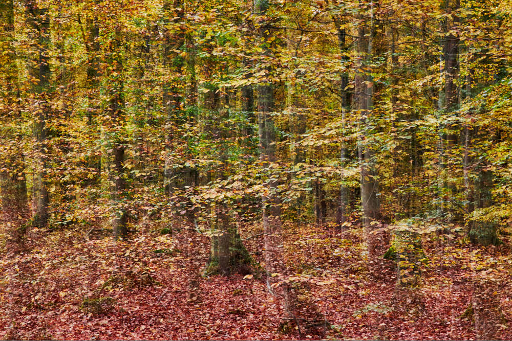 Herbstwald, Naturfotografie von olbor Oliver Borchert aus Schwerin