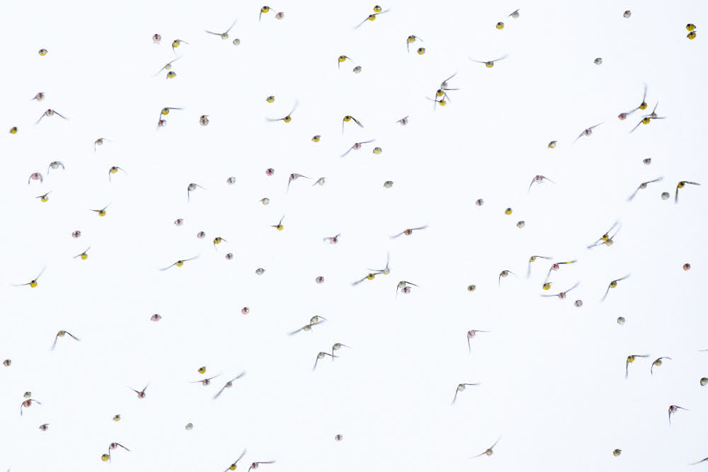 Vogelschwram, Armada, Naturfotografie von olbor Oliver Borchert aus Schwerin