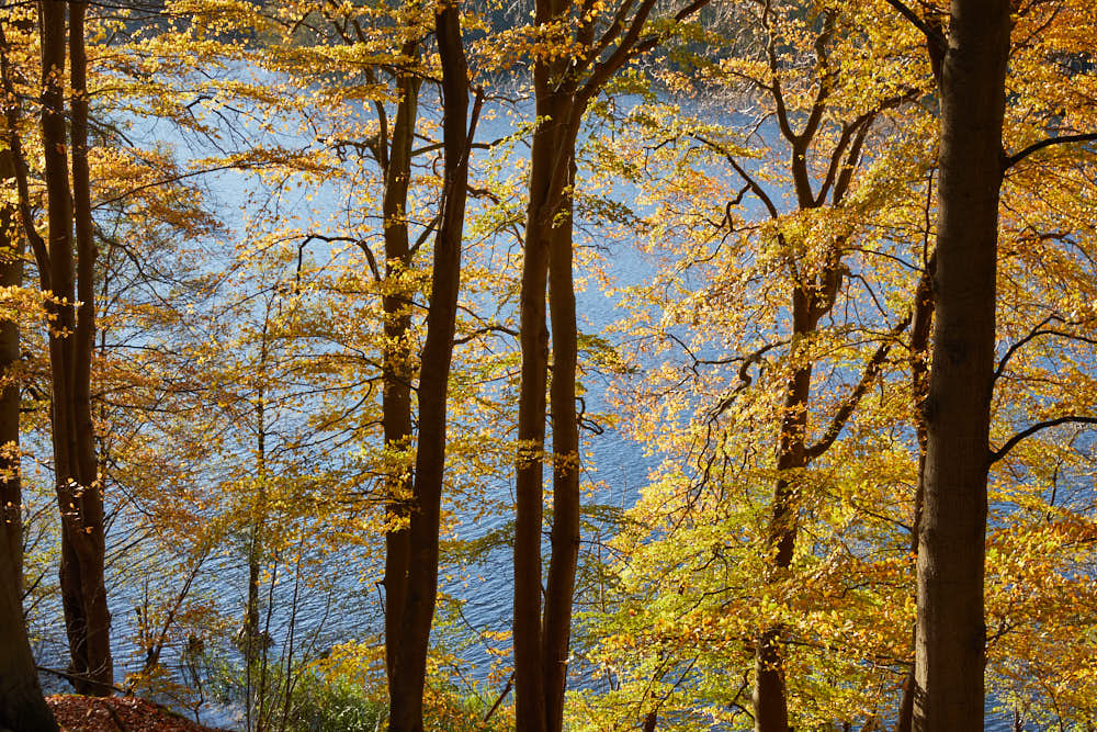 Herbstwald, Naturfotografie von olbor Oliver Borchert aus Schwerin