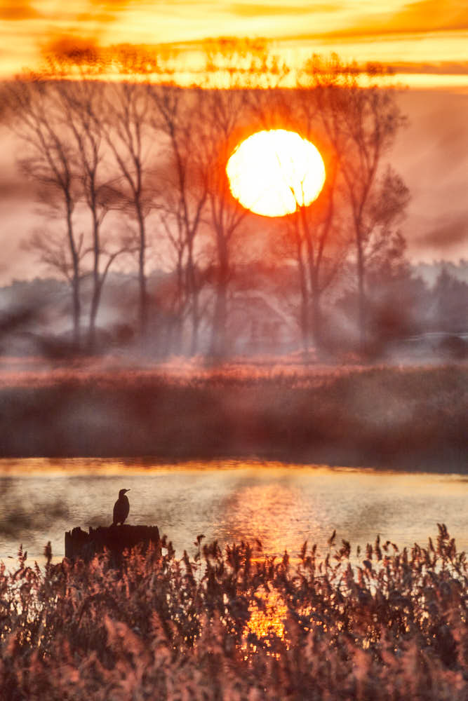 Sonnenaufgang, Darss, Naturfotografie von olbor Oliver Borchert aus Schwerin