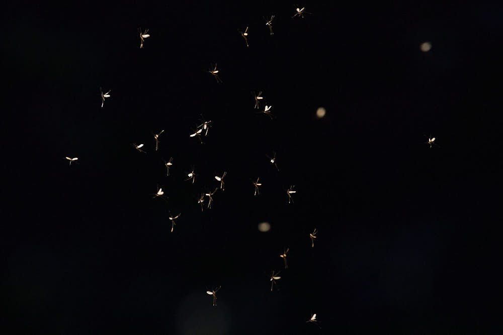Mückenschwarm - Naturfotografie von olbor Oliver Borchert aus Schwerin