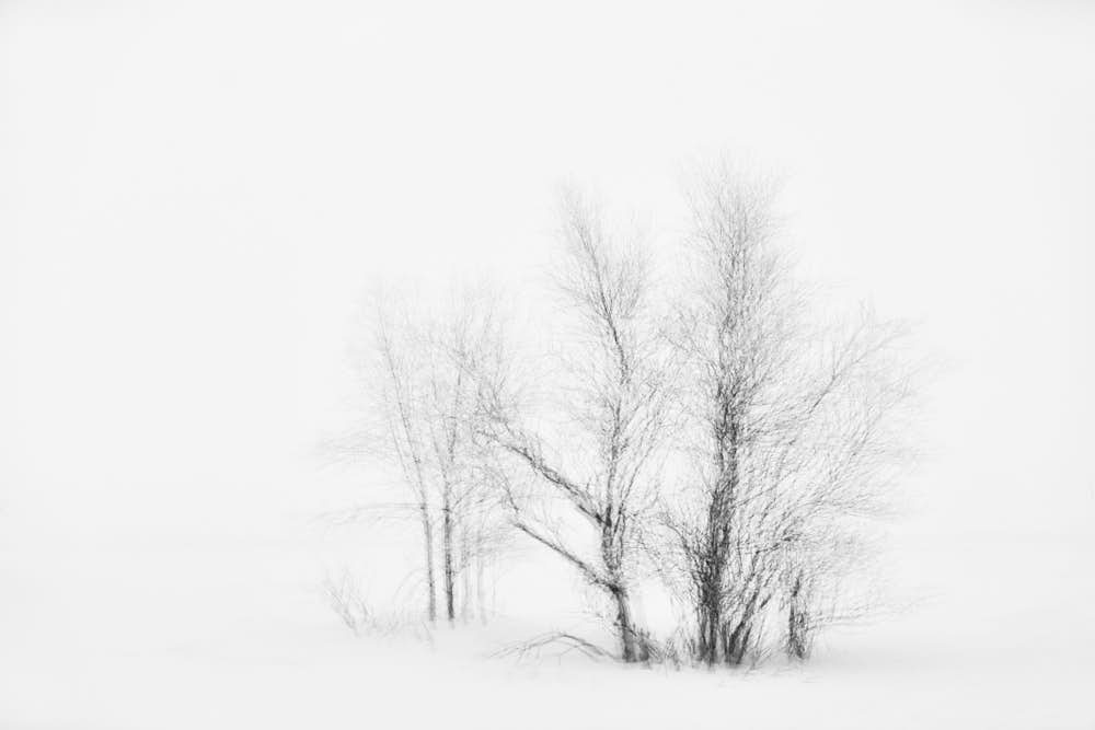 Baum, Naturfotografie von olbor Oliver Borchert aus Schwerin