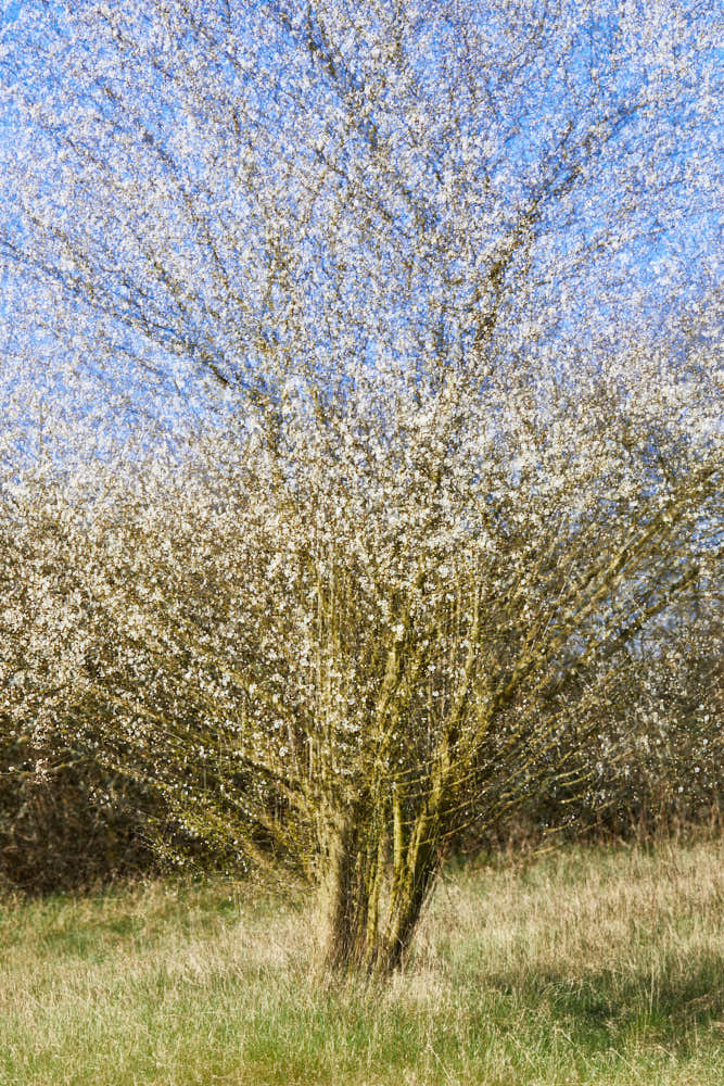 Frühlingsbaum, Naturfotografie von olbor Oliver Borchert aus Schwerin