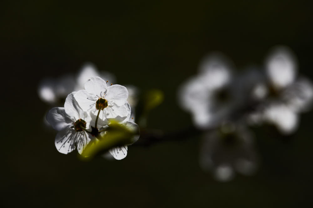 Frühlingsblüten, Naturfotografie von olbor Oliver Borchert aus Schwerin