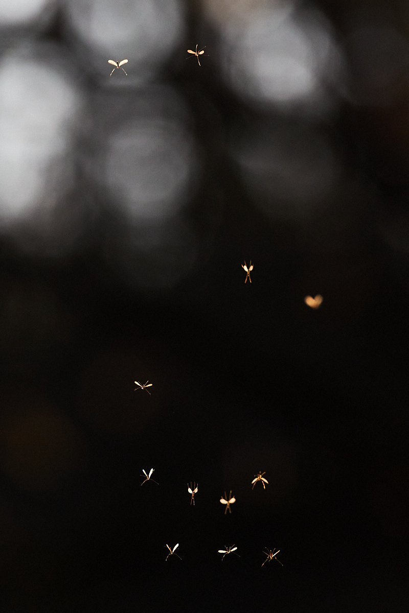 Wintermücken, Trichocera sp, im Naturentdeckerblog von Katharina von der Heide und Oliver Borchert