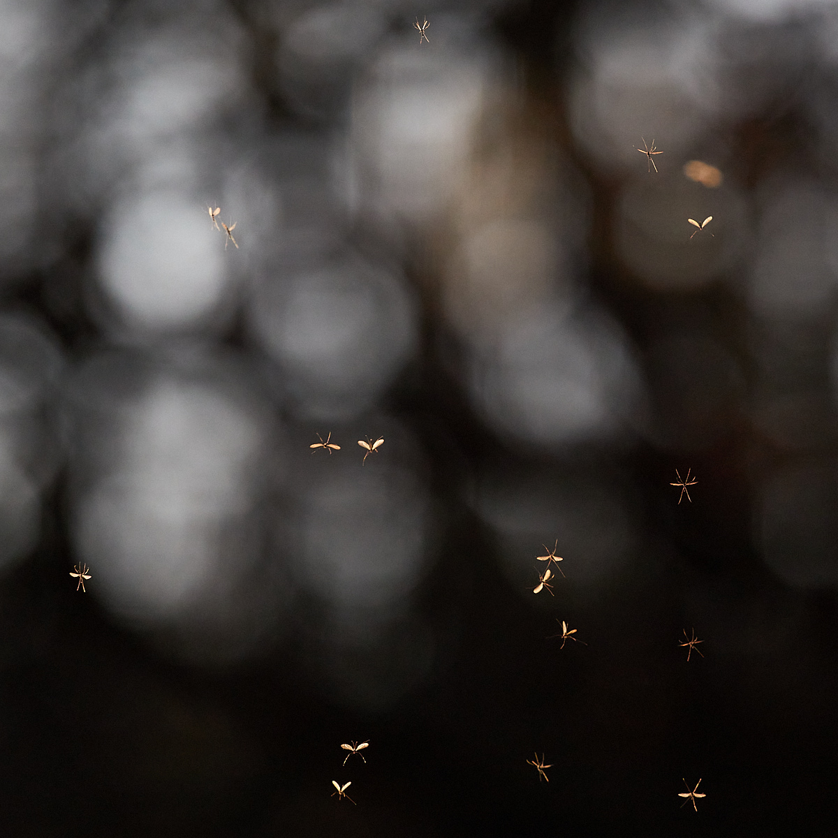 Wintermücken, Trichocera sp, im Naturentdeckerblog von Katharina von der Heide und Oliver Borchert