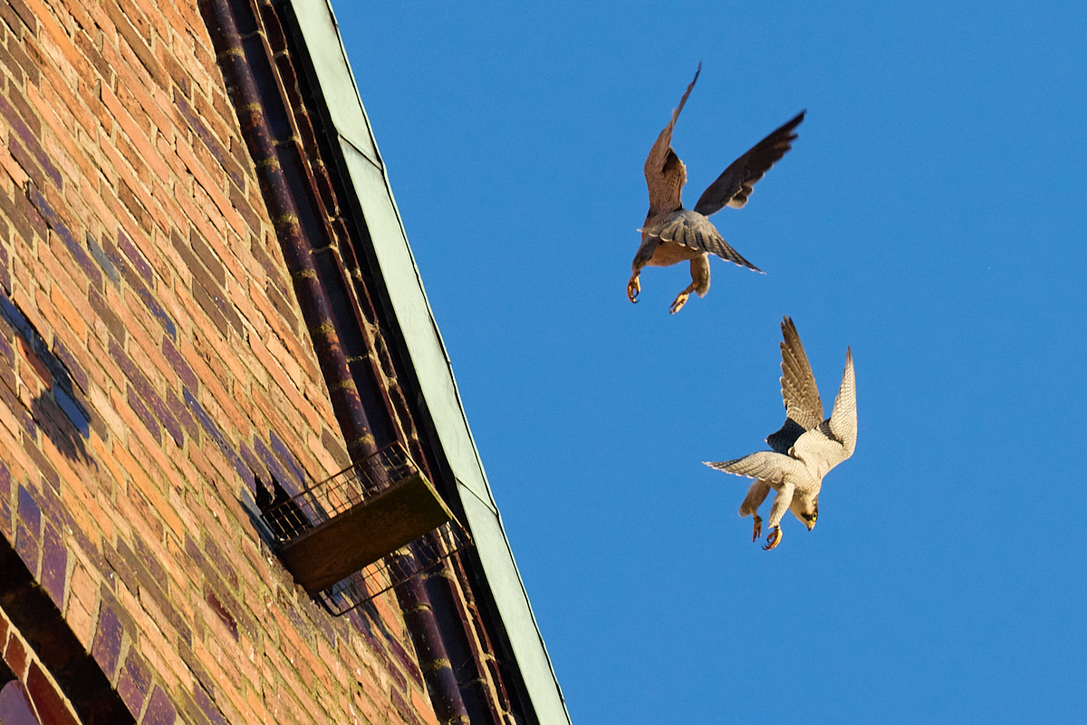 Tiere vor der Haustür - Der Wanderfalke, Falco peregrinus, im Naturentdeckerblog von Katharina von der Heide und Oliver Borchert