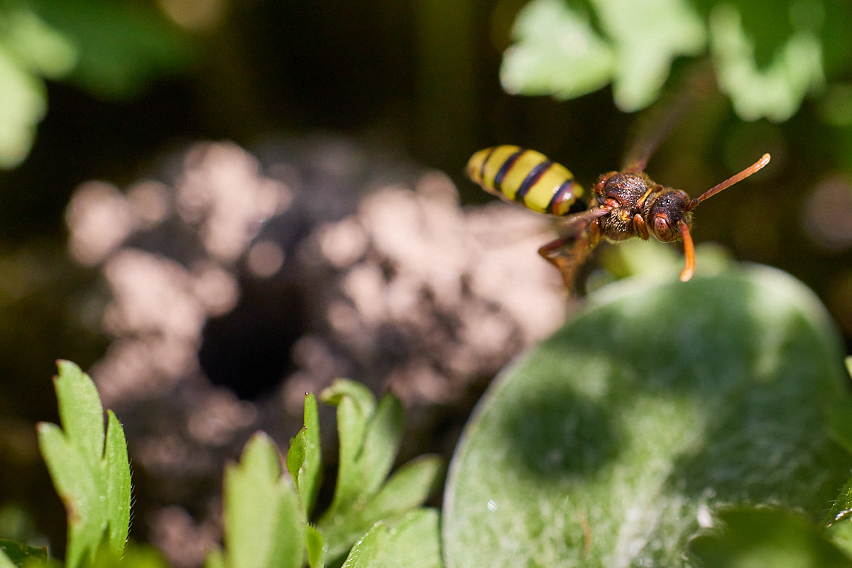 Tiere vor der Haustür - Die Stachelbeer-Wespenbiene, Nomada signata, im Naturentdeckerblog von Katharina von der Heide und Oliver Borchert