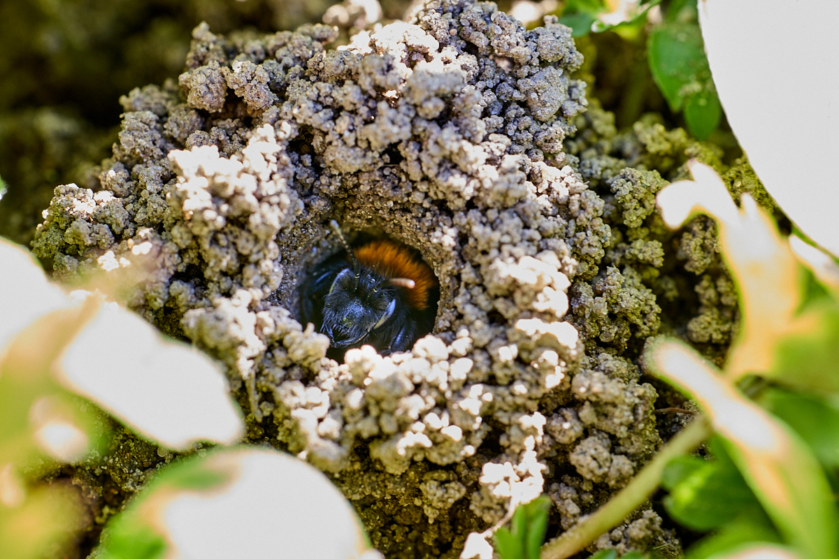 Tiere vor der Haustür - Die Rotpelzige Sandbiene, Andrena fulva, im Naturentdeckerblog von Katharina von der Heide und Oliver Borchert