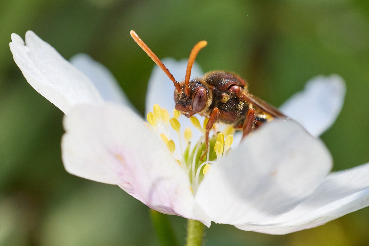Tiere vor der Haustür - Die Stachelbeer-Wespenbiene, Nomada signata, im Naturentdeckerblog von Katharina von der Heide und Oliver Borchert