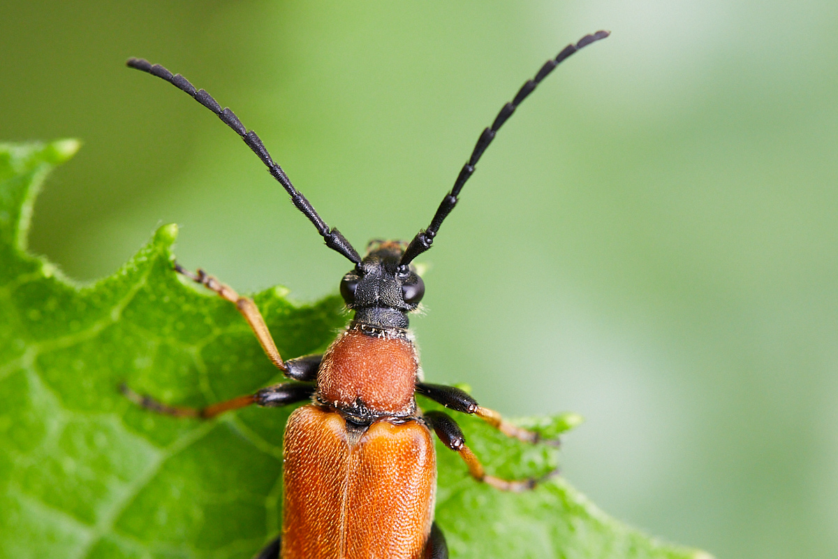 Käfer, Rothalsbock, Stictoleptura rubra