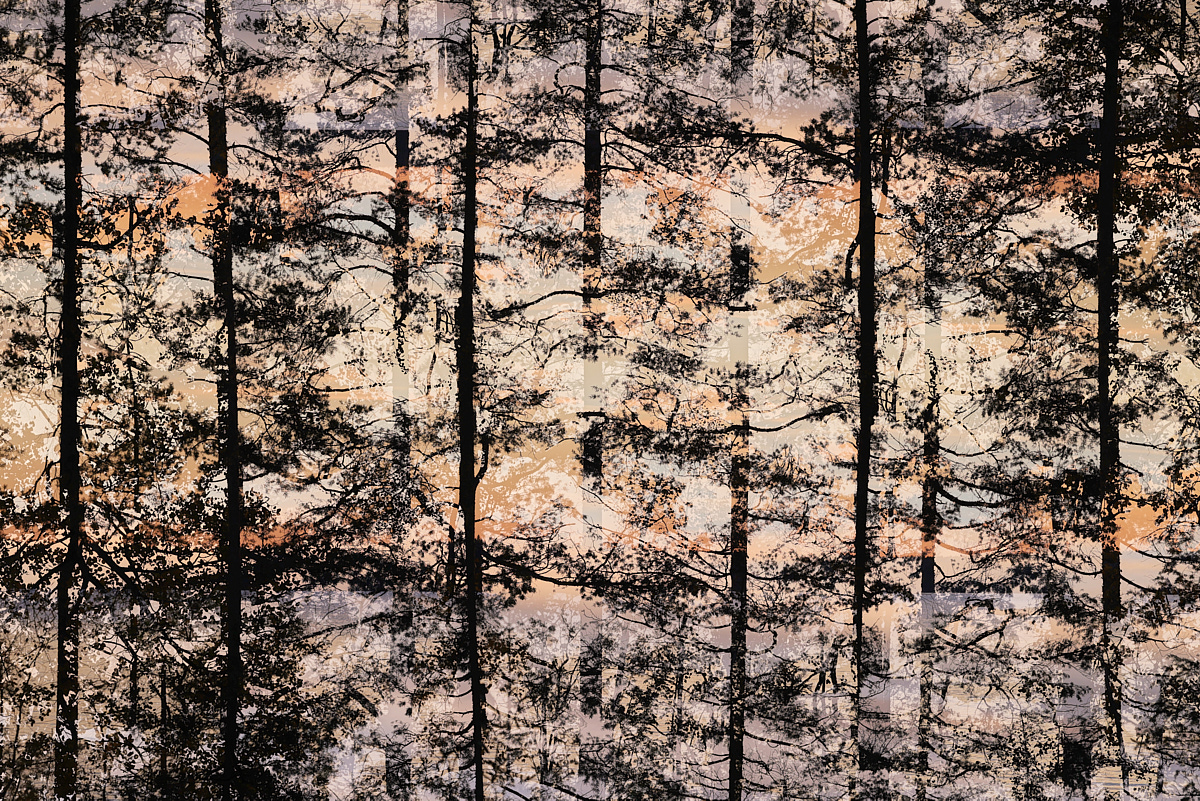 Europa, Finnland, Kiefern, Silhouette, Mehrfachbelichtung