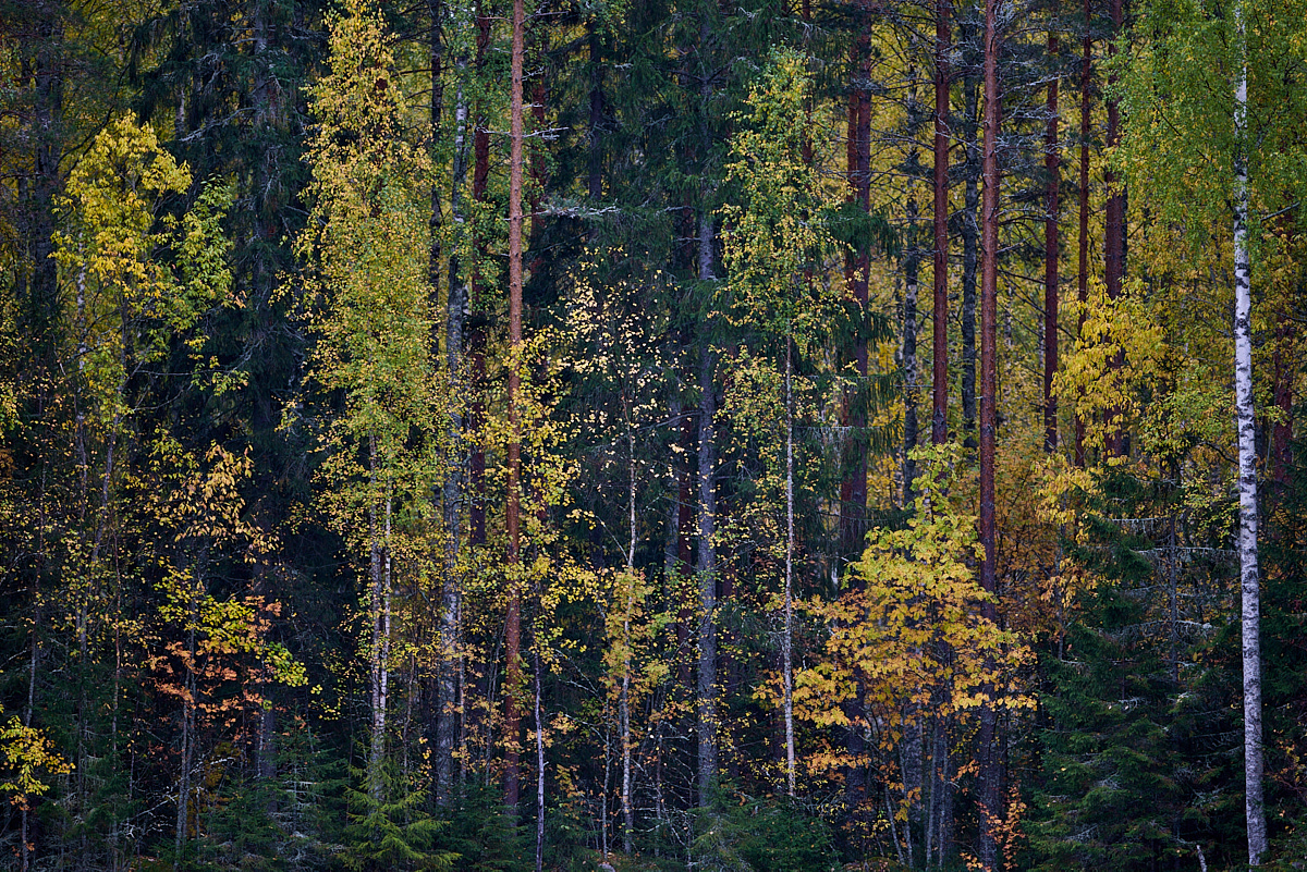 Europa, Finnland, Herbst, Wald, Laubfärbung