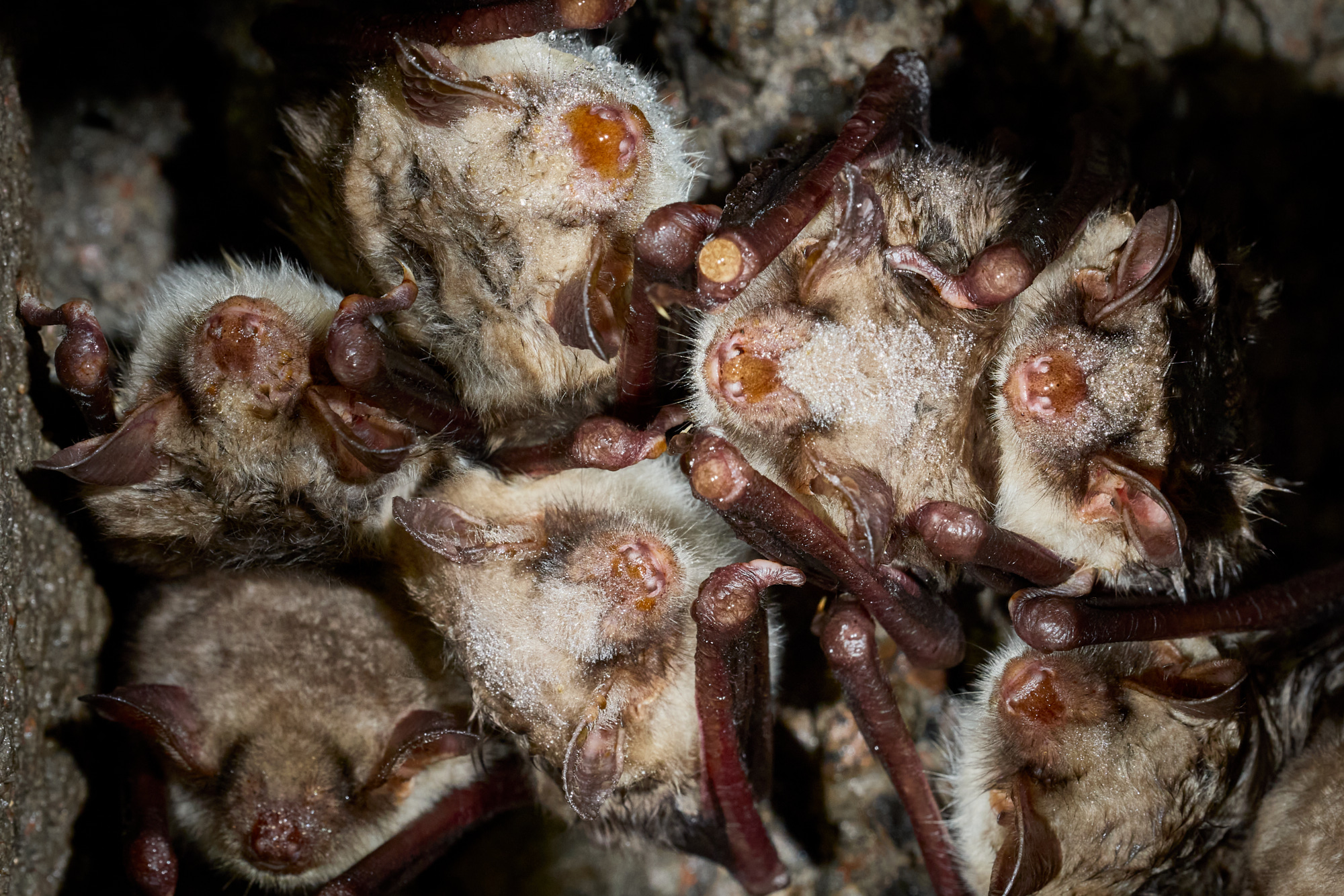 Zu Besuch bei den Großen Mausohren