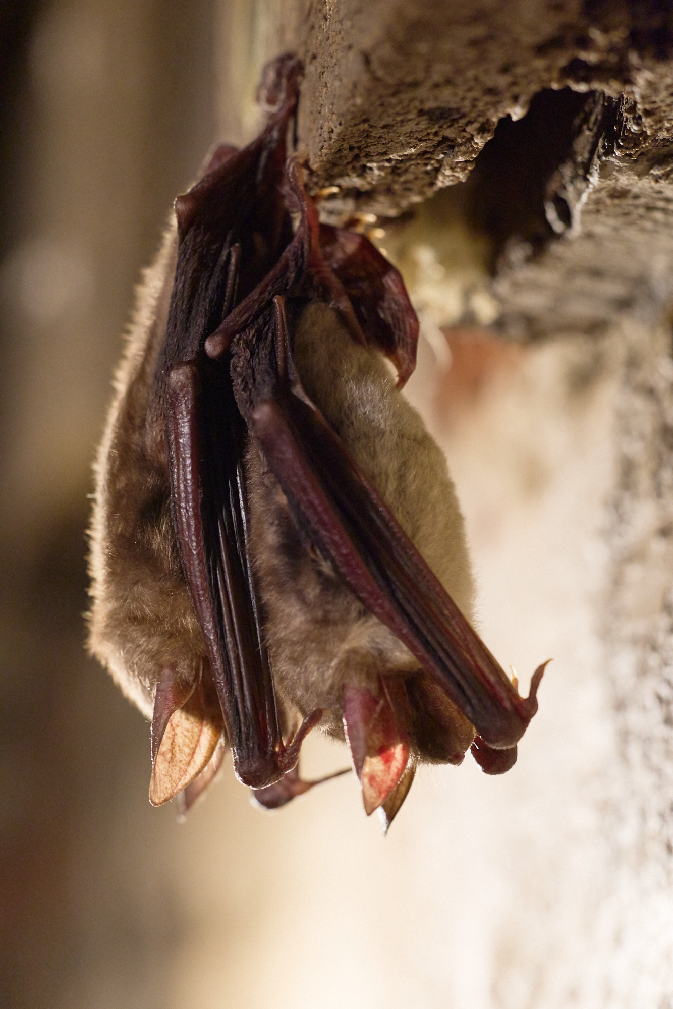 2026-03-09-Karow_0038(c)Oliver_Borchert@2000px