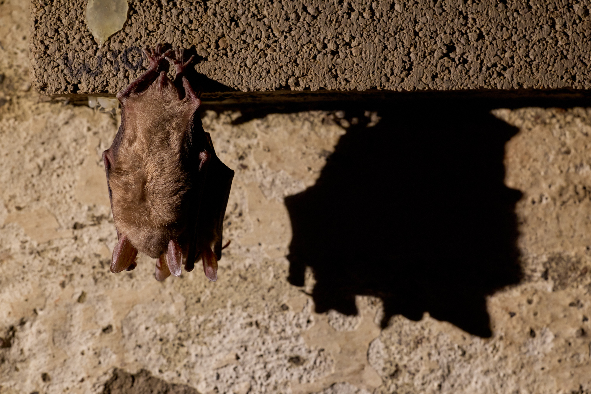 Fledermaus, Myotis myotis, Großes Mausohr, Winterschlaf, zwei, hängen