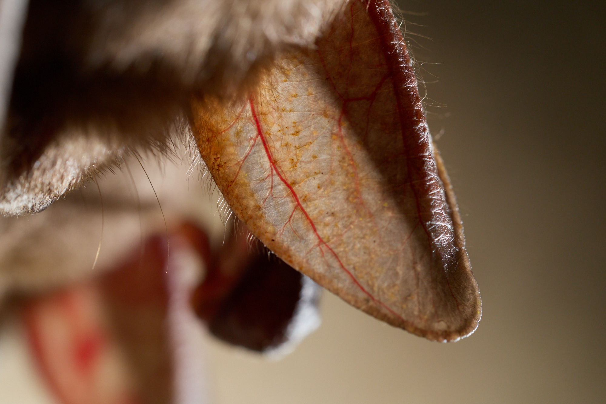 2026-03-09-Karow_0053(c)Oliver_Borchert@2000px