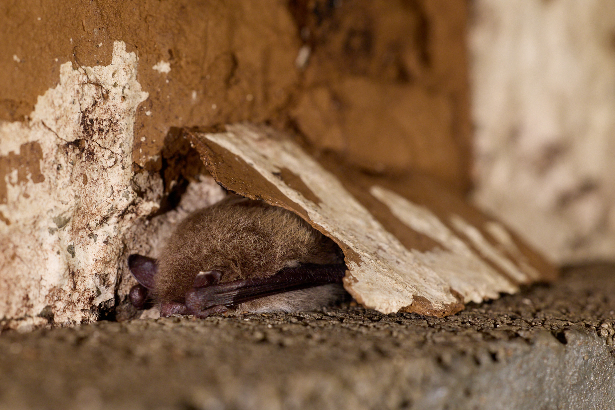 2026-03-09-Karow_0059(c)Oliver_Borchert@2000px