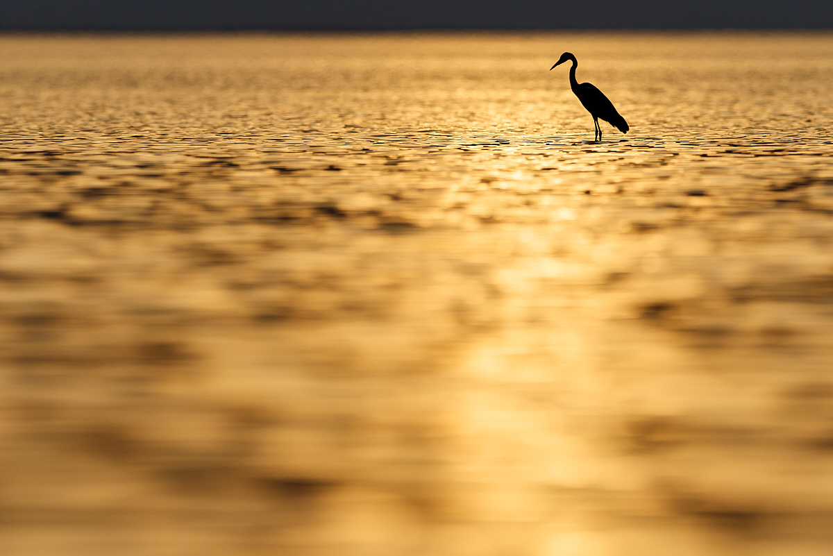 Reiher, Fischreiher, Graureiher, Ardea cinerea, Ostsee, stehen