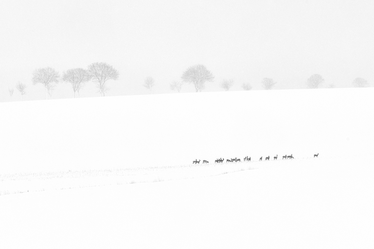 3_HA4769(c)Oliver_BorchertWEBSITE