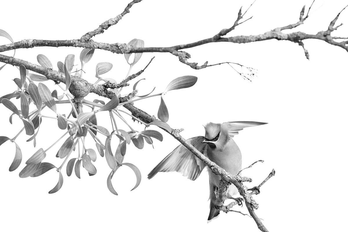 3_HA5309(c)Oliver_BorchertWEBSITE