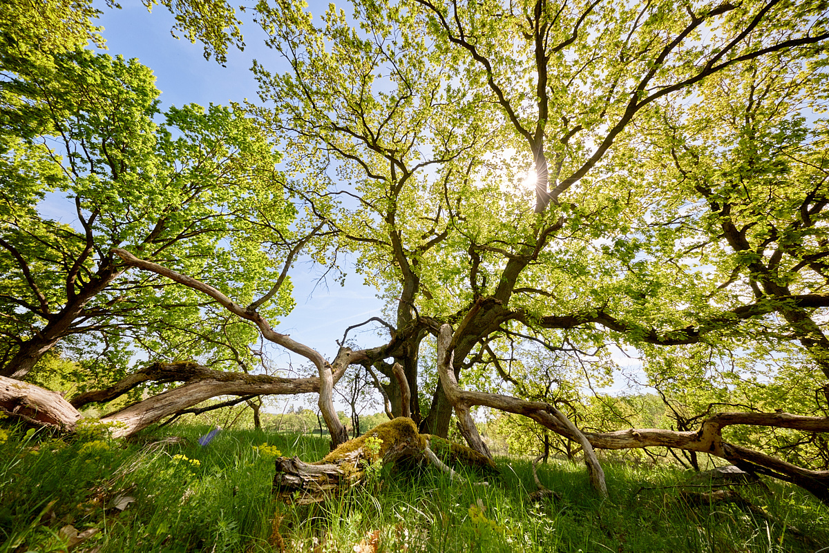 3_HA5352(c)Oliver_BorchertWEBSITE