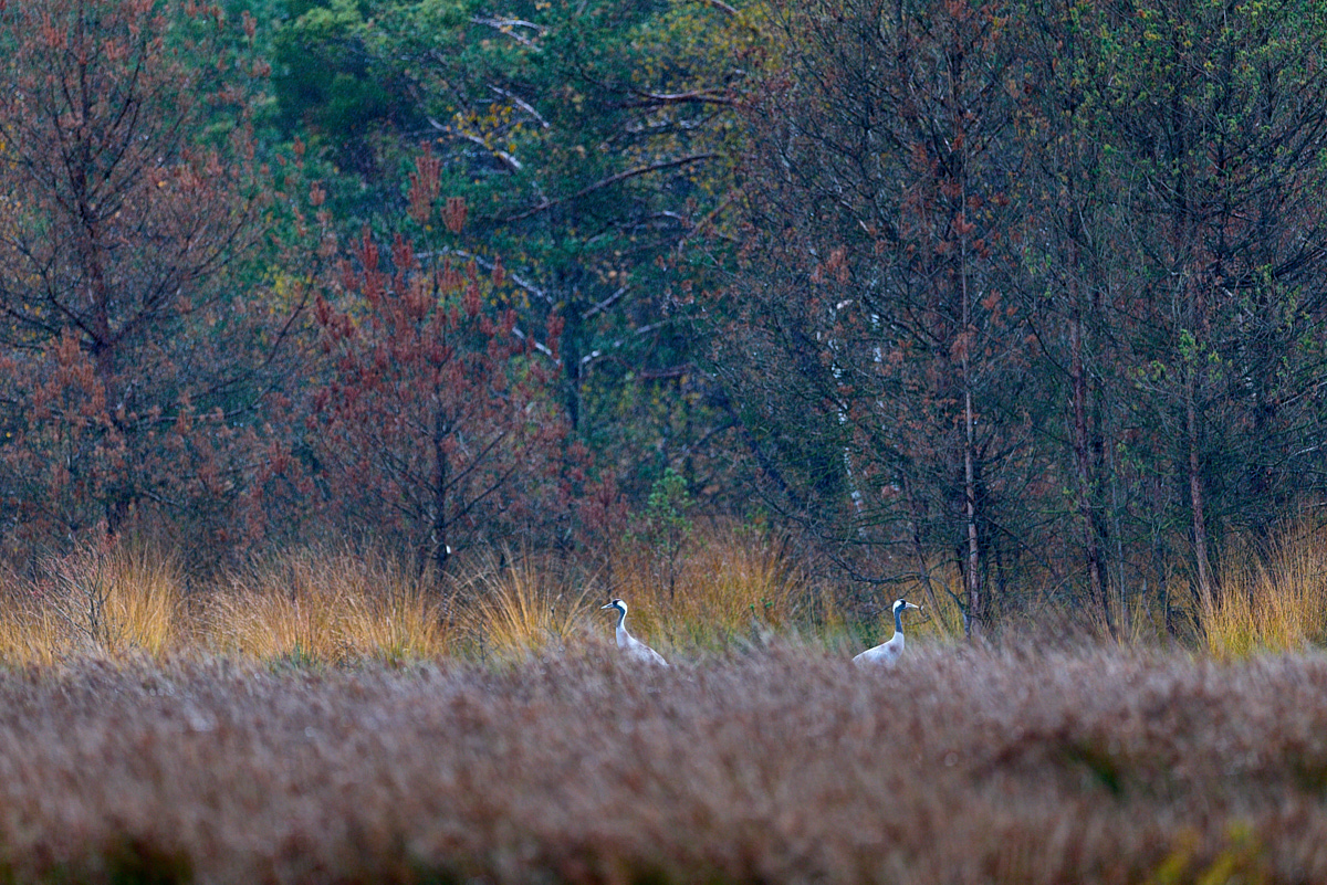 3_HA7331(c)Oliver_BorchertWEBSITE