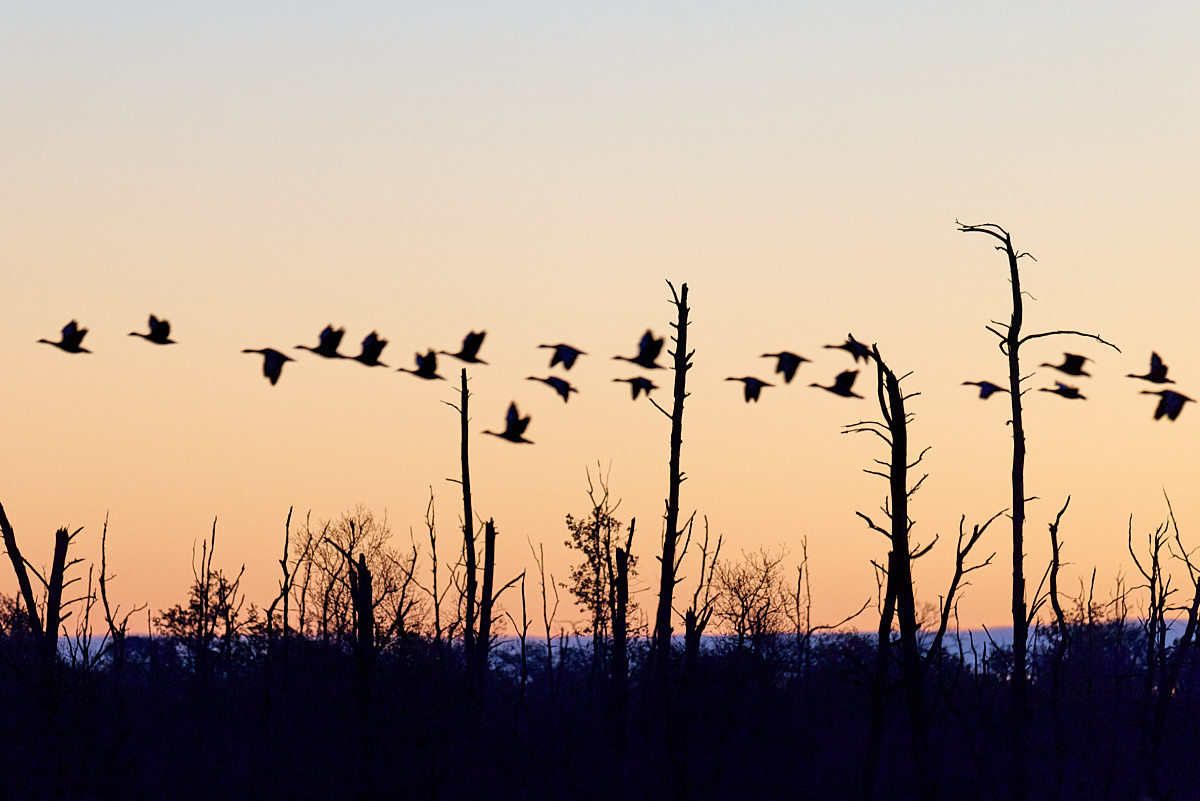 3_HA8432(c)Oliver_BorchertWEBSITE