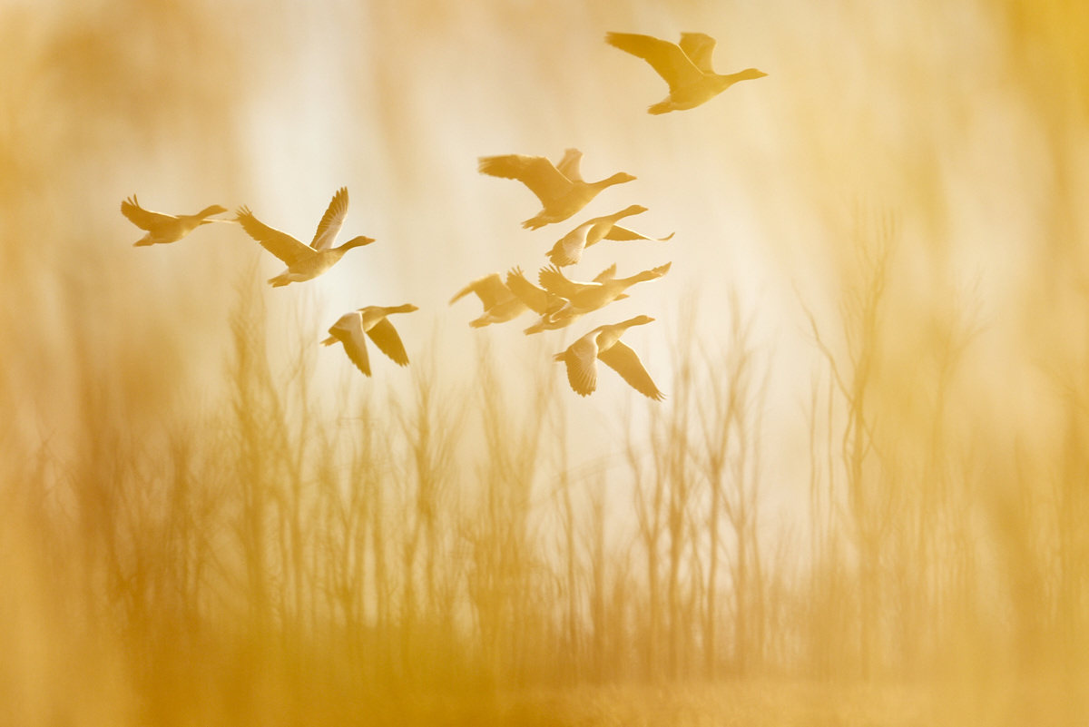 3_NA8821(c)Oliver_BorchertWEBSITE