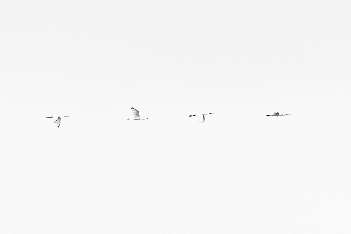 Löffler, Platalea leucorodia, vier, Formation, im Flug