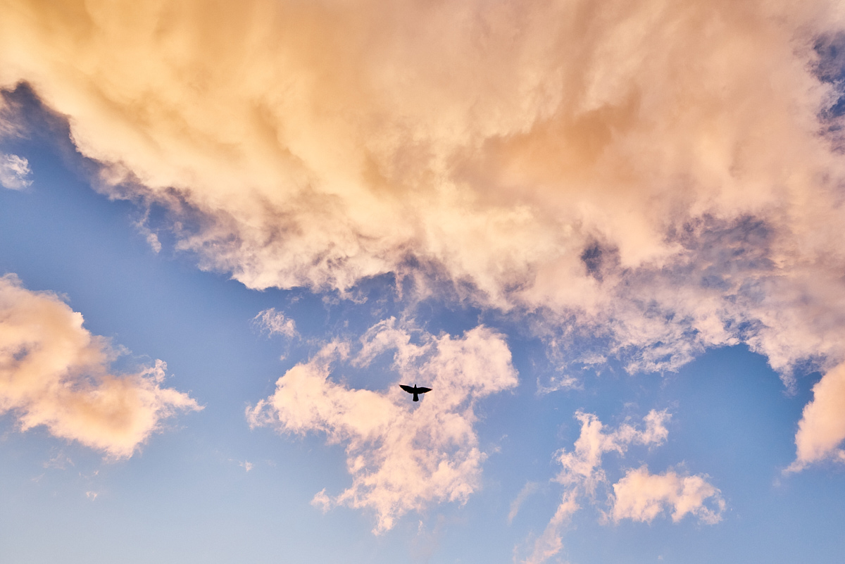 Himmel, Wolken, dramatisch, Abendlicht, Taube, Vogel