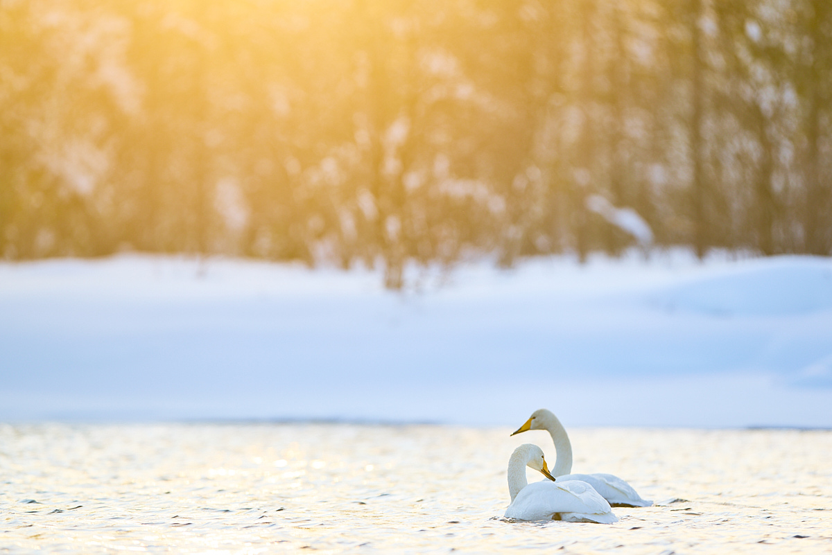 OB_382_1_NA4441(c)Oliver_BorchertWEBSITE