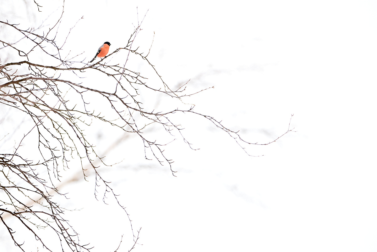 Gimpel, Dompfaff, Pyrrhula pyrrhula, Birke, Winter